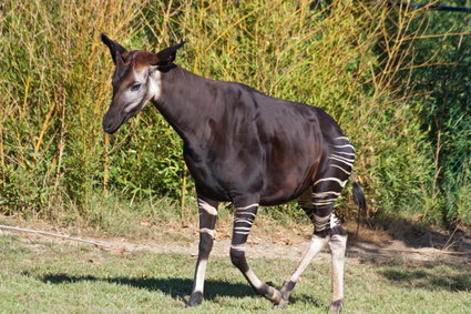 14 animales de la selva en peligro de extinción