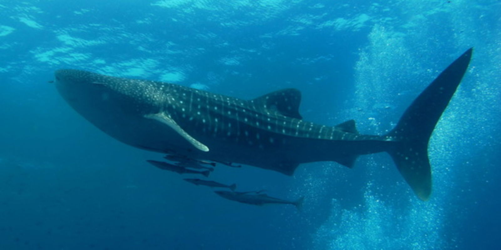 tiburón ballena