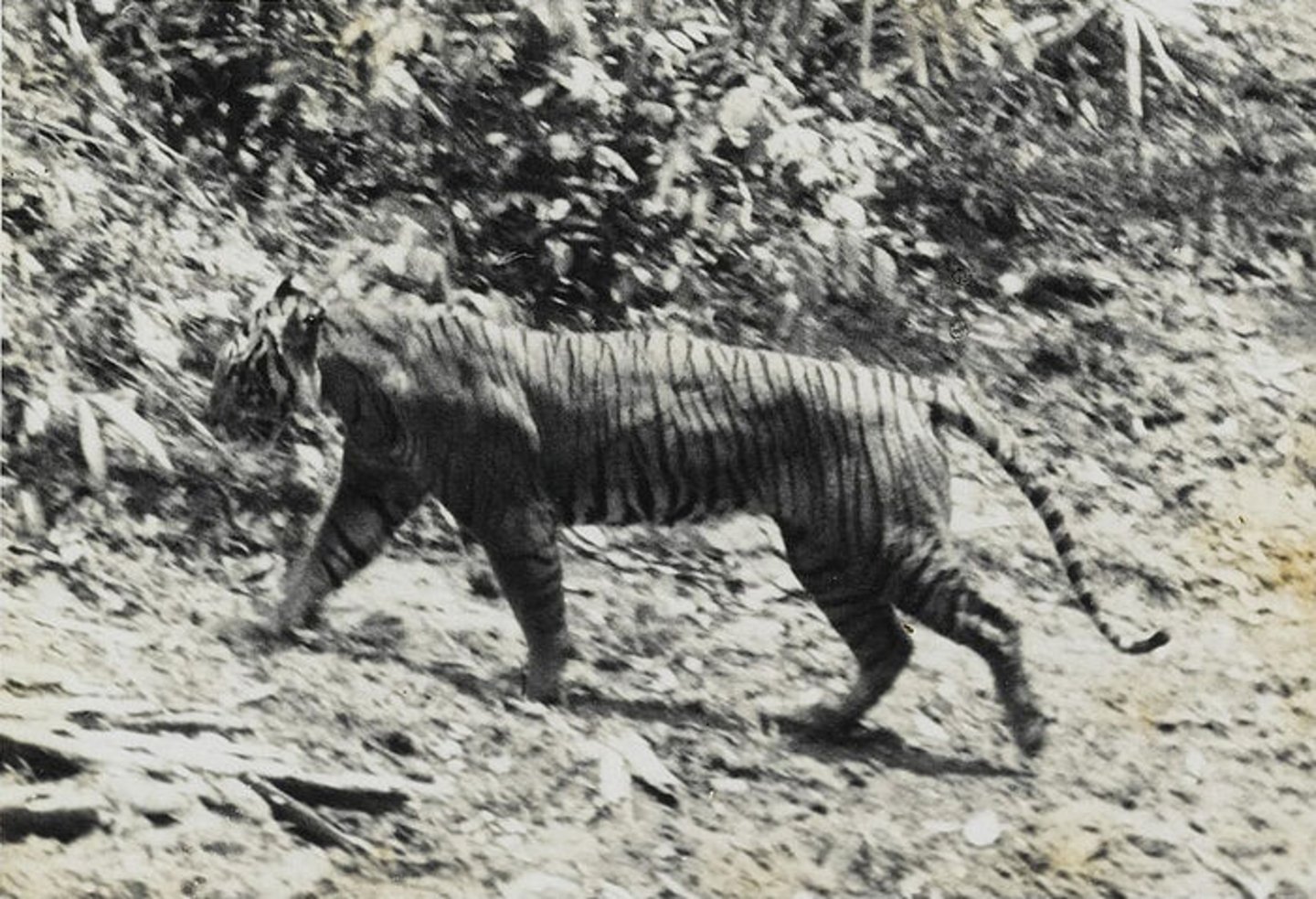 Tigre-de-Java
