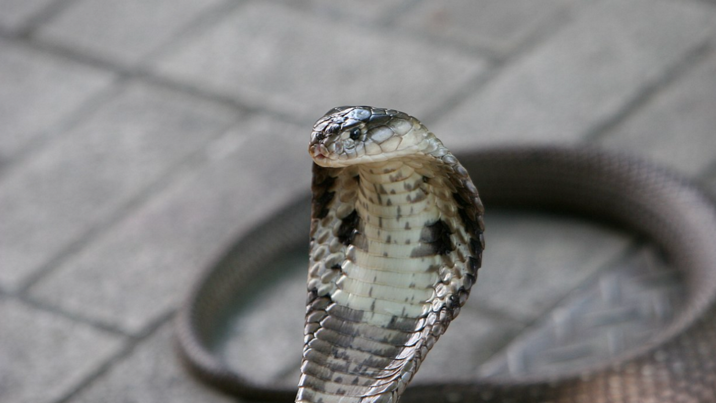 Cobra de monoculo