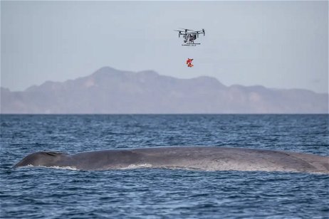 Estos drones persiguen ballenas, pero lo hacen por una razón vital para su supervivencia