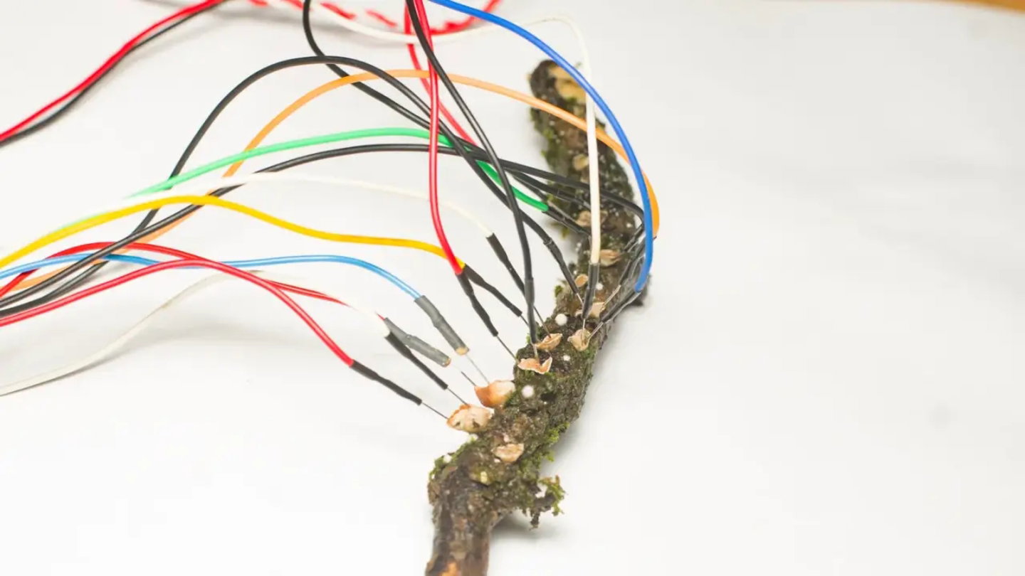 Imagen del hongo Schizophyllum commune y la grabación de su actividad eléctrica
