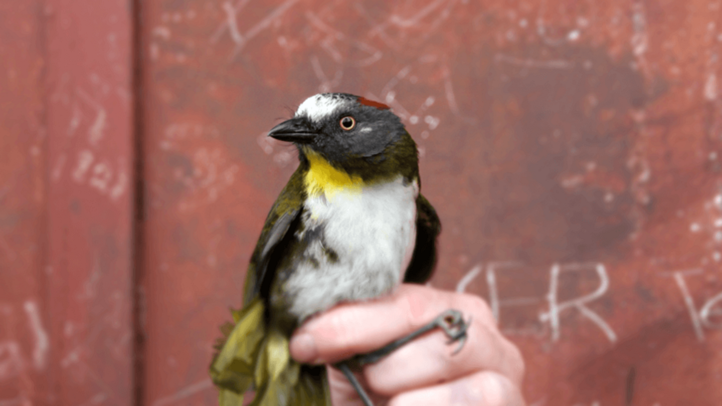 pajaro venenoso