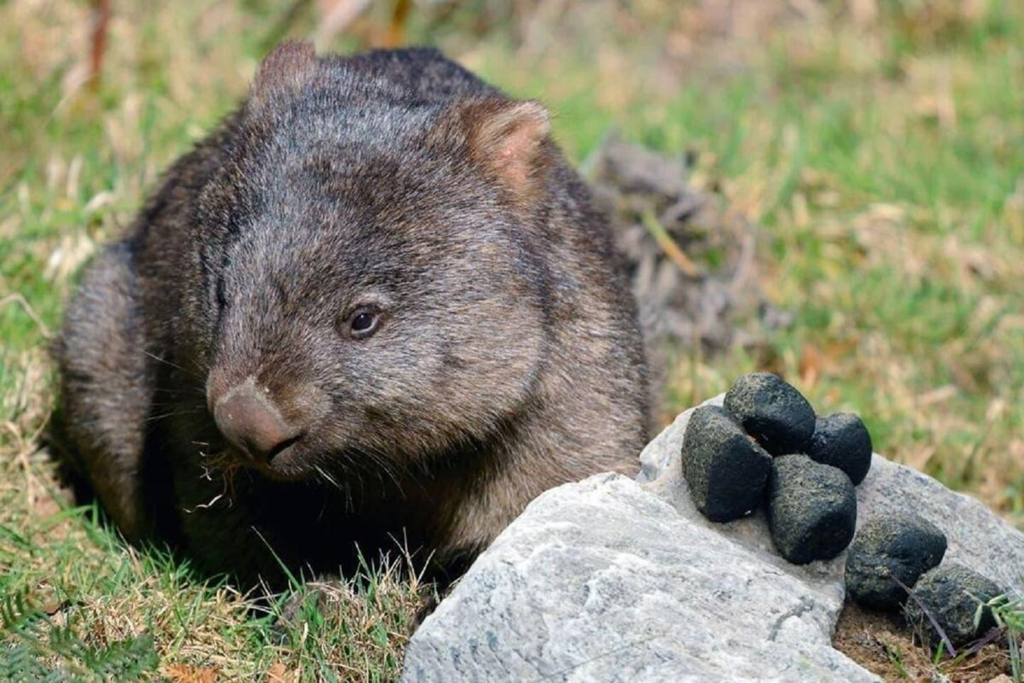 Heces del wombat australiano