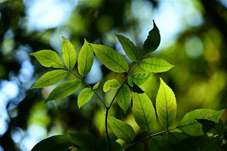Qué es la fotosíntesis y qué importancia tiene: explicación fácil