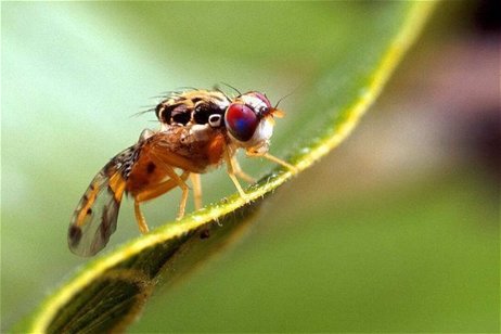 Han descubierto algo en las moscas comunes que las hace únicas en el reino animal