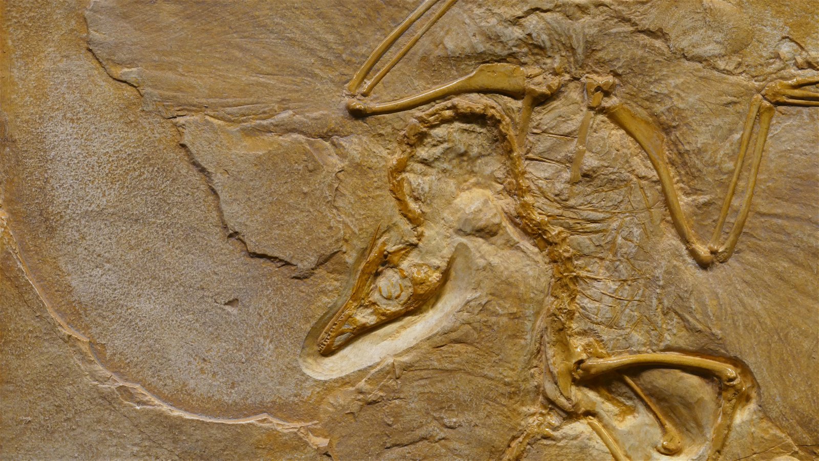fósil dinosaurio
