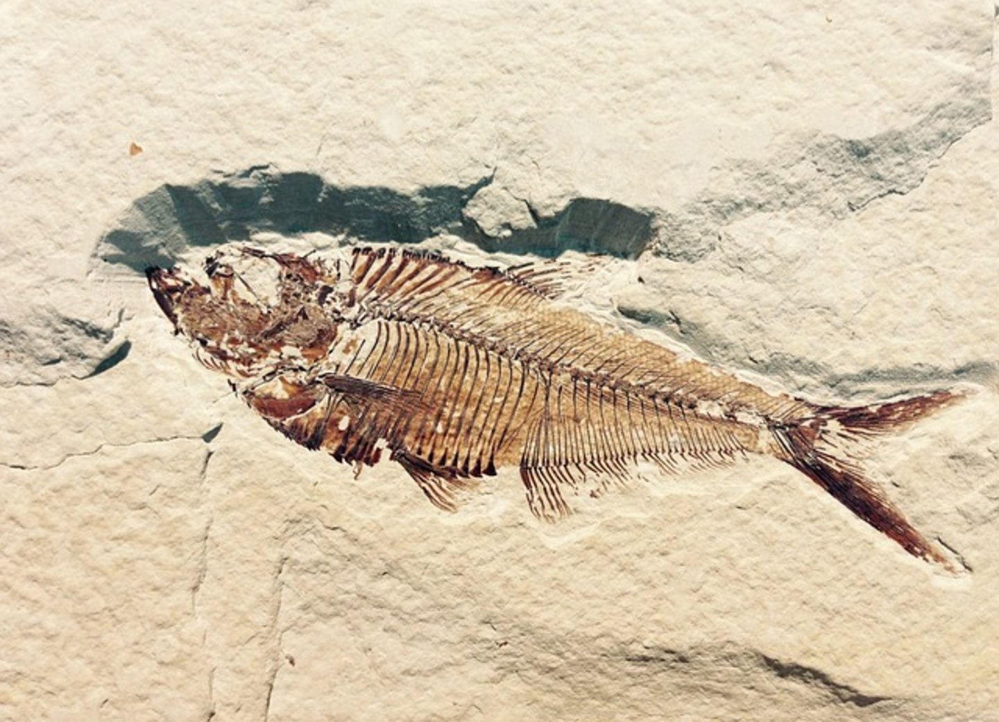 pez fosilizado