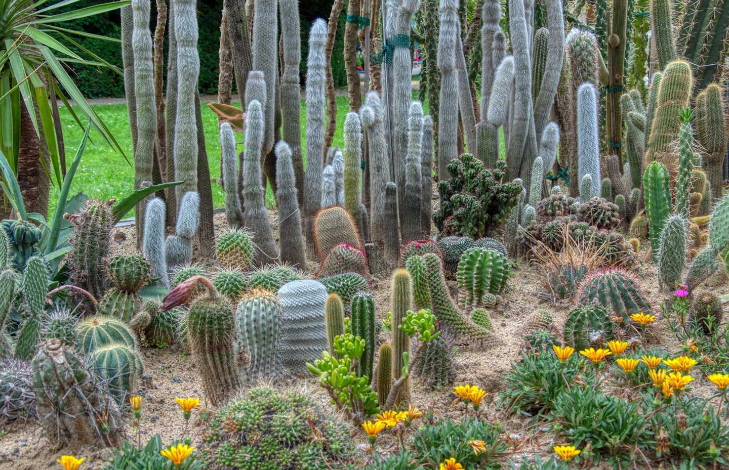 cactaceas-CITES