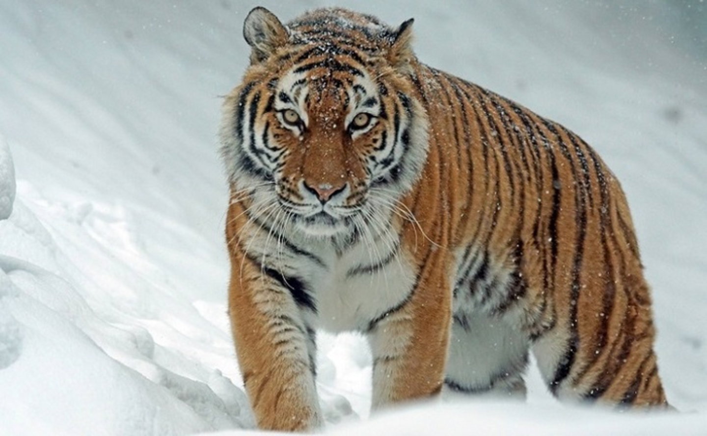 cites-tigres