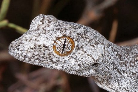 Descubierta una nueva especie de lagarto con ojos que parecen sacados de otro mundo