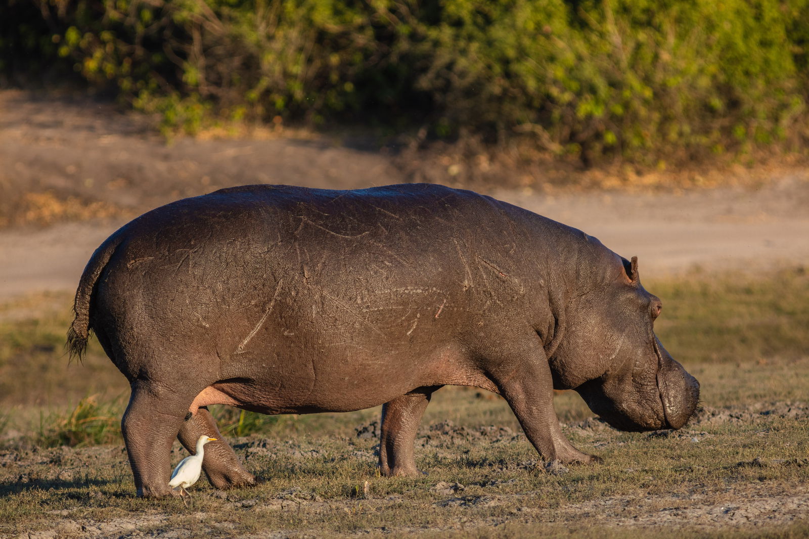 lamarckismo fenotipos