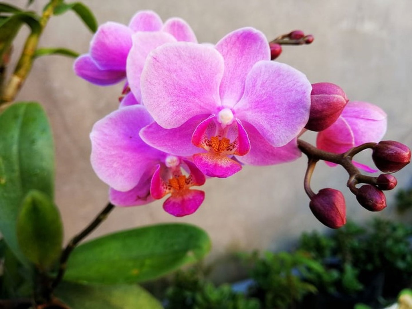 orquideas-CITES