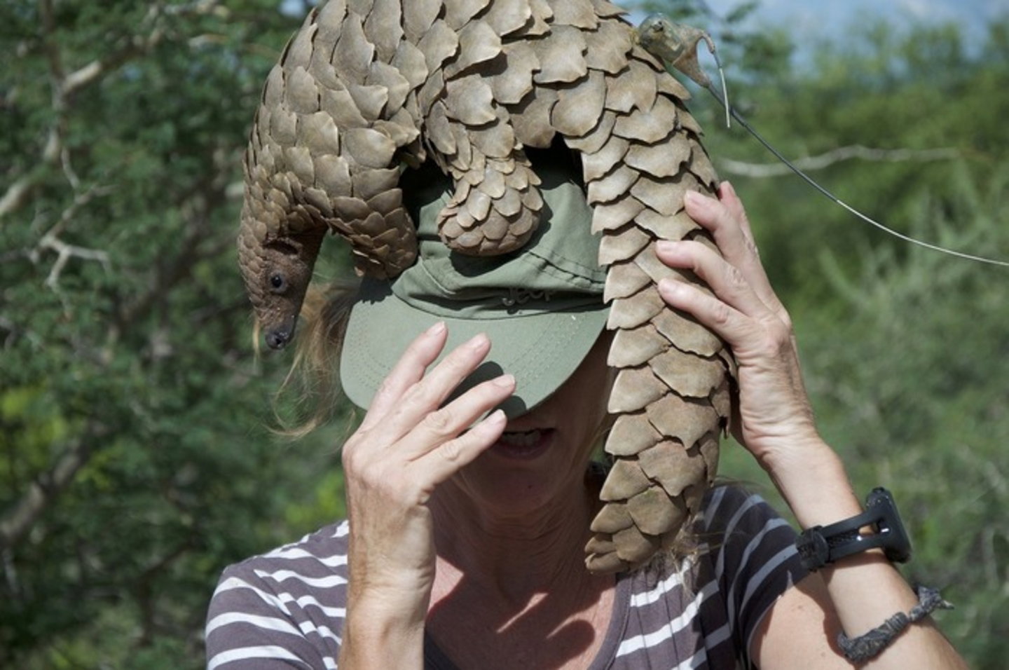 pangolin-CITES
