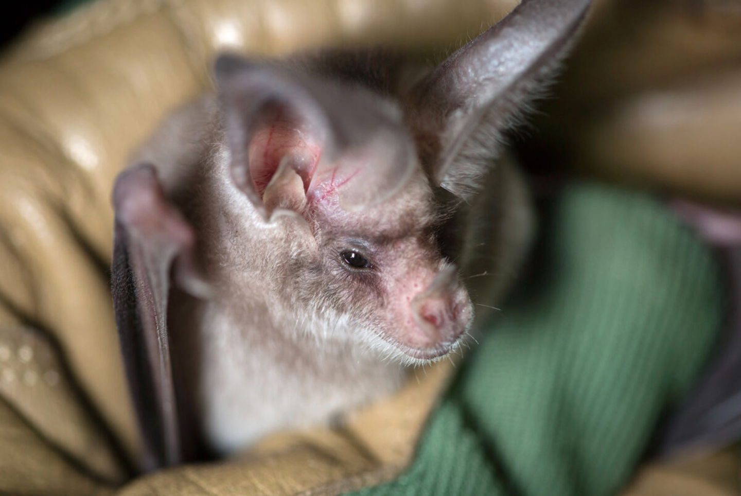 9 mitos sobre animales que la ciencia ha desmentido murciélagos
