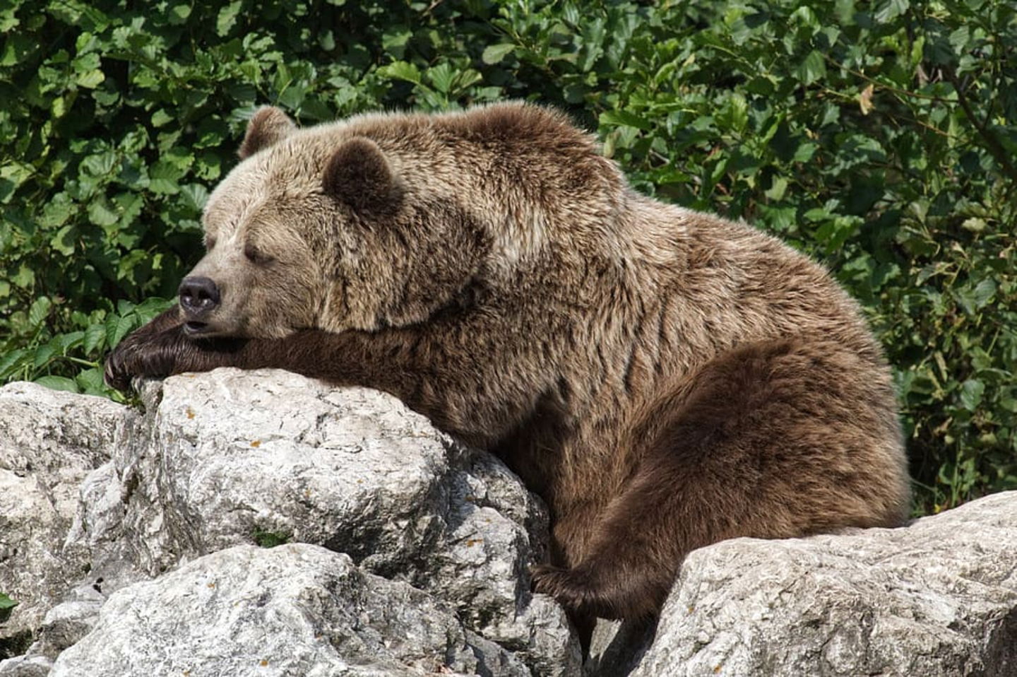 9 mitos sobre animales que la ciencia ha desmentido oso