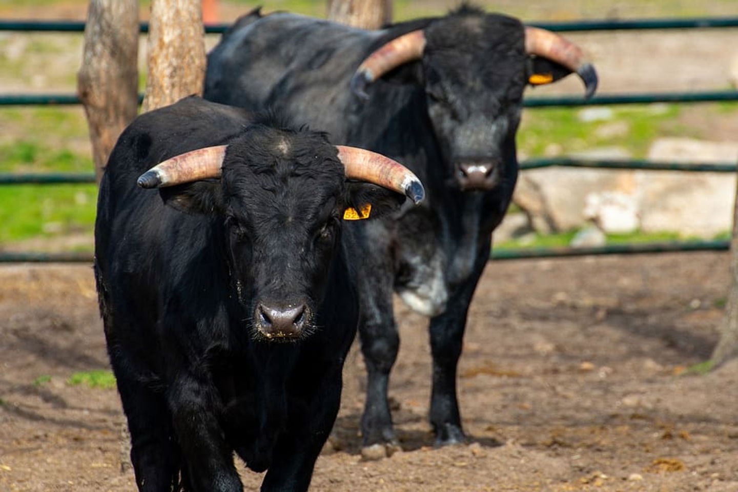 9 mitos sobre animales que la ciencia ha desmentido toros