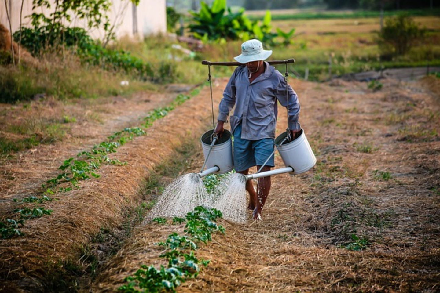 Alimentos transgénicos qué son y qué ventajas y desventajas tienen granjeros