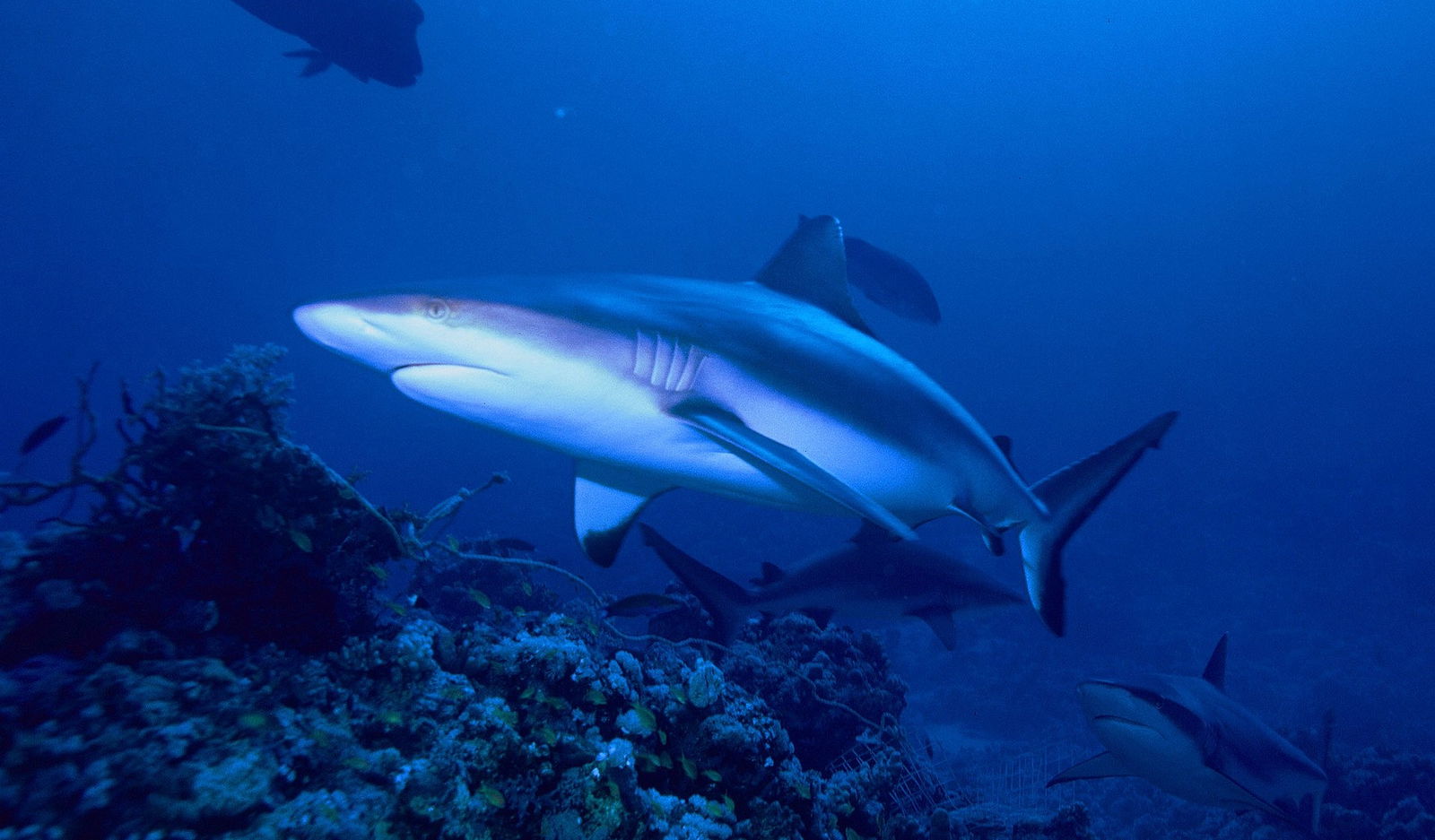 Los 10 tiburones más peligrosos del mundo tiburon gris