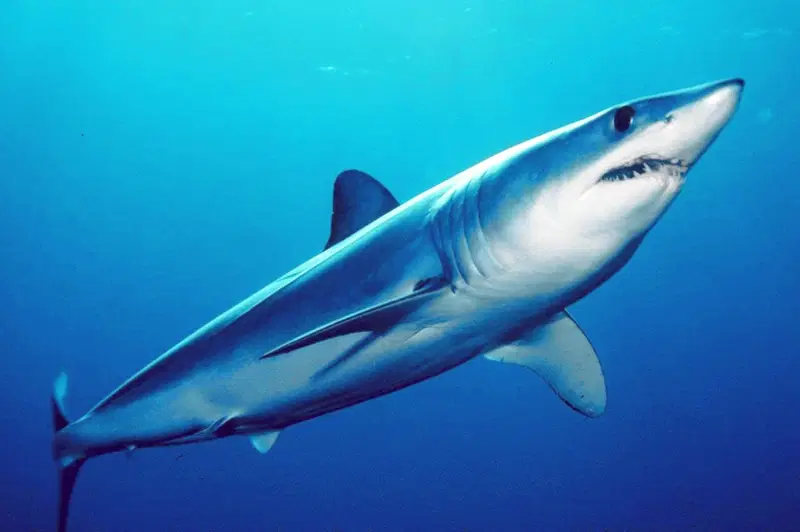 Los 10 tiburones más peligrosos del mundo tiburon mako