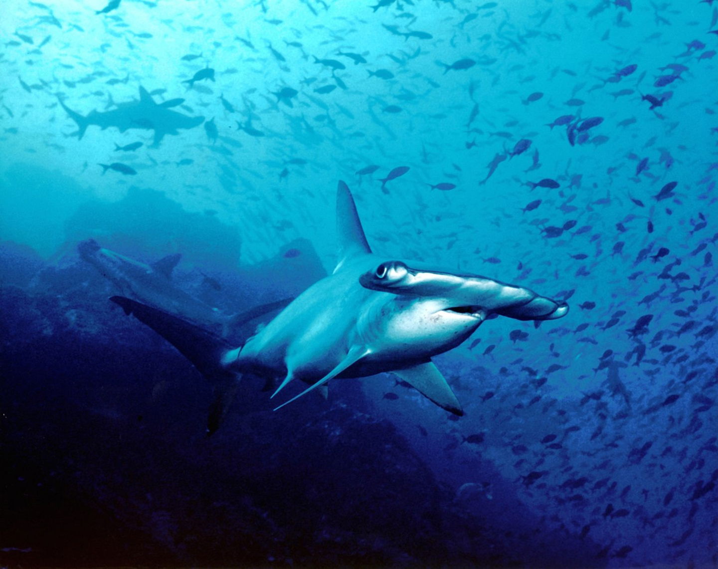 Los 10 tiburones más peligrosos del mundo tiburon martillo