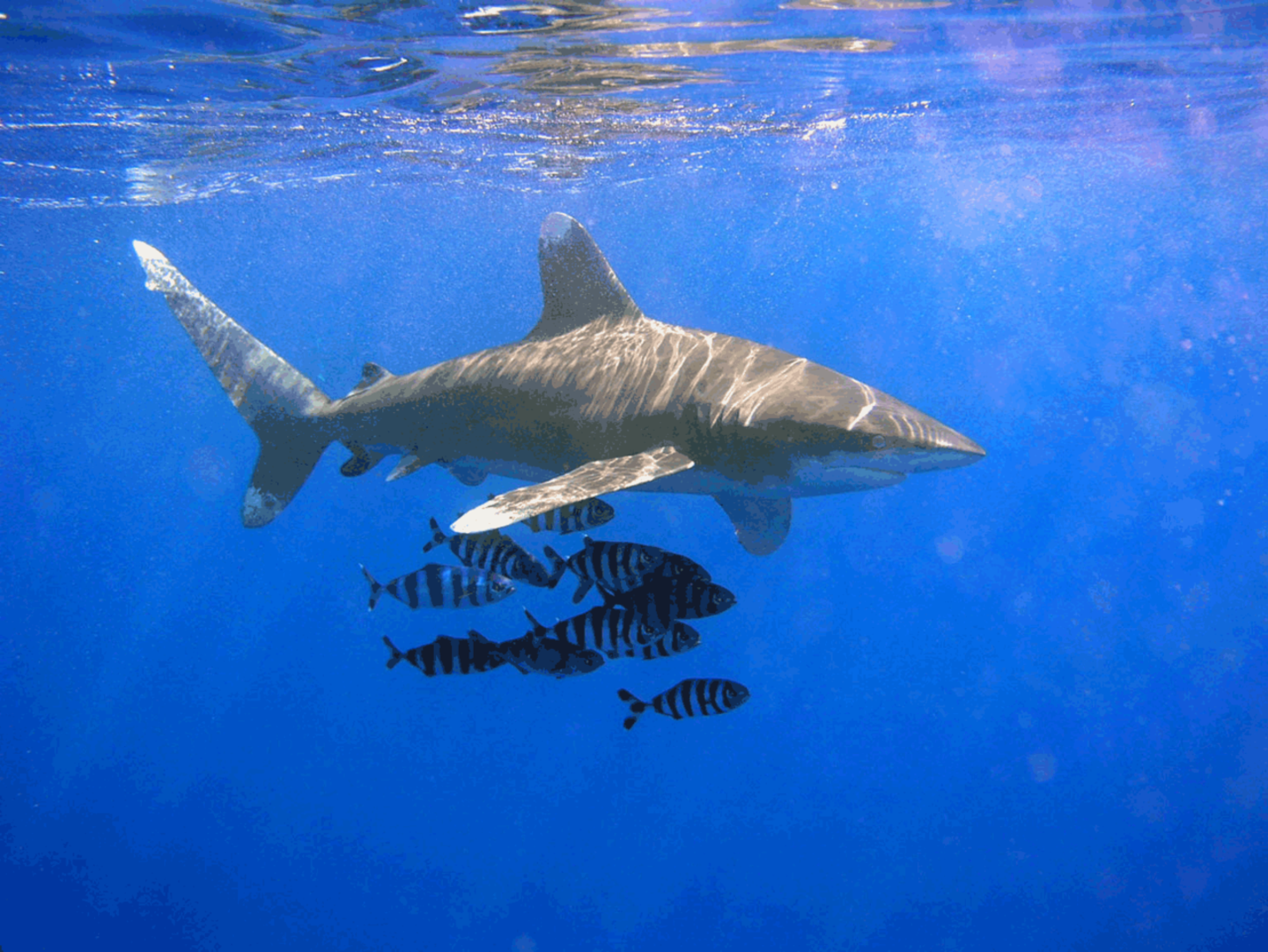 Los 10 tiburones más peligrosos del mundo tiburon oceanico