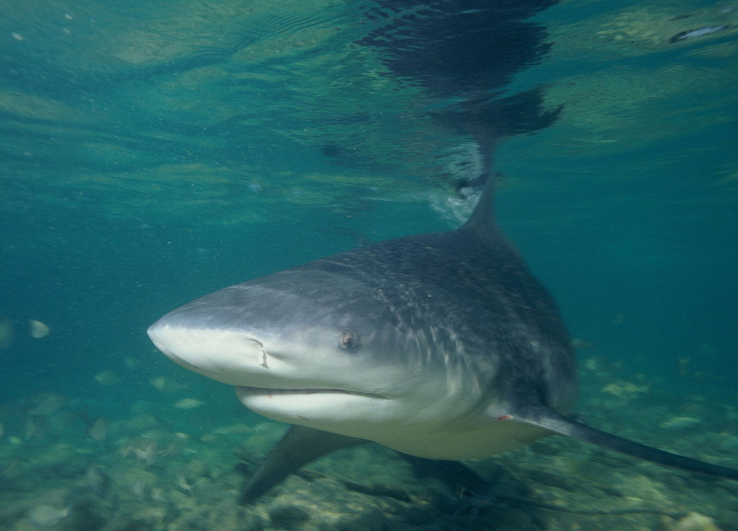 Los 10 tiburones más peligrosos del mundo tiburon sarda