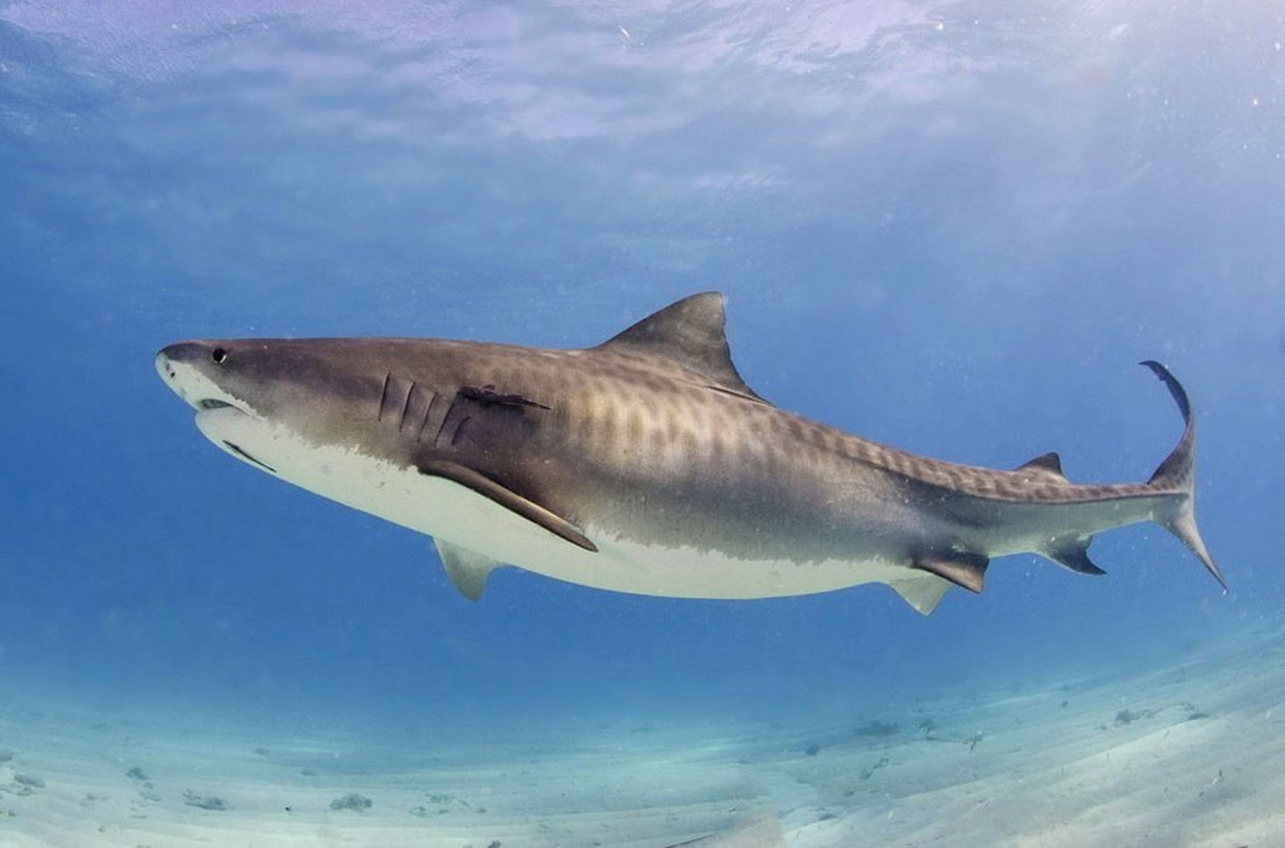 Los 10 tiburones más peligrosos del mundo tiburón tigre