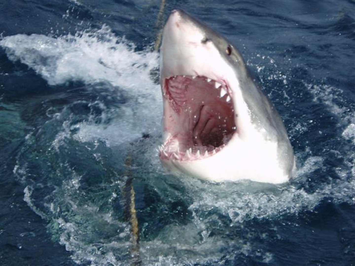 Mitos y realidades sobre los tiburones por qué no hay que tenerles miedo ecosistema
