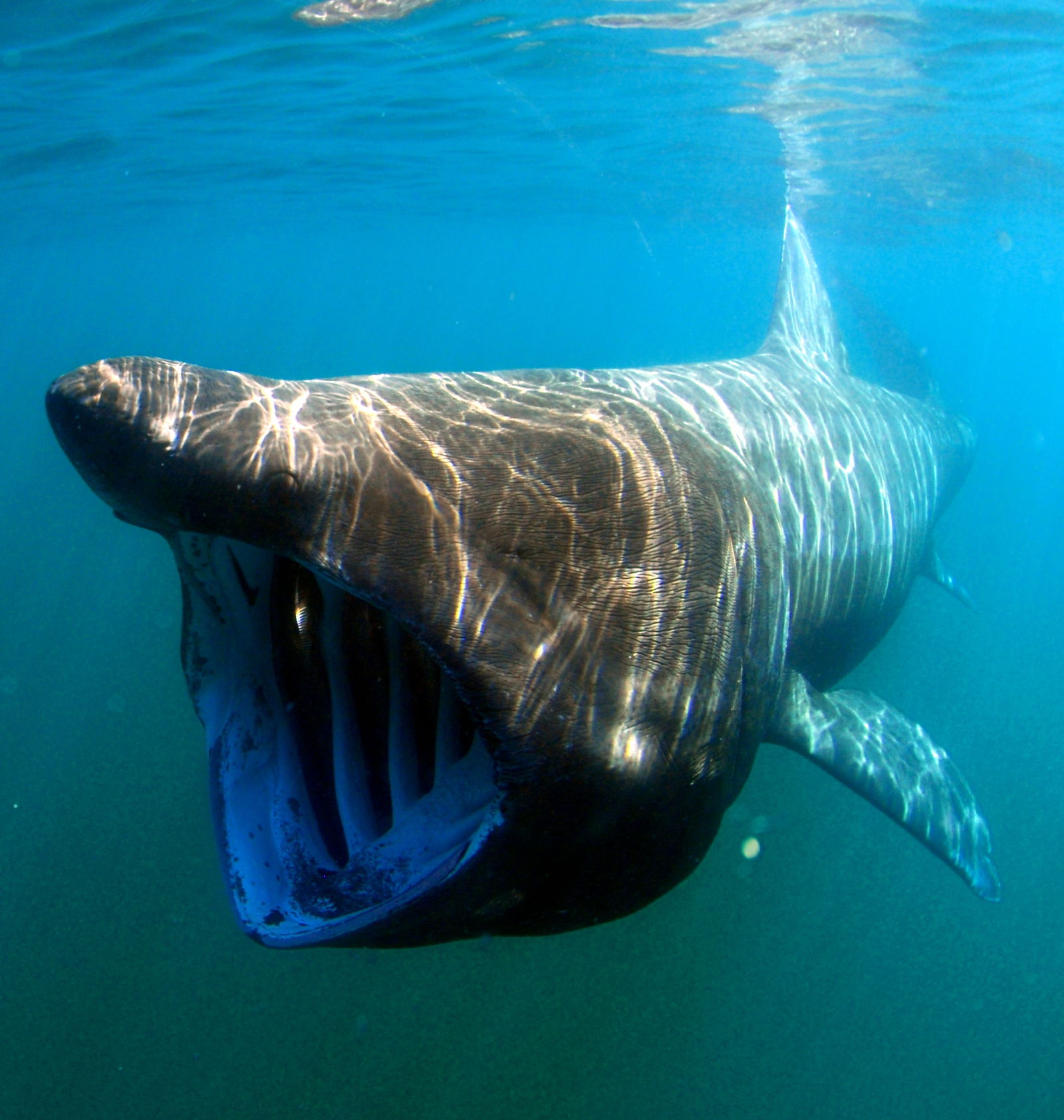 Tipos de tiburones cuántos hay y cuáles se encuentran en España peregrino