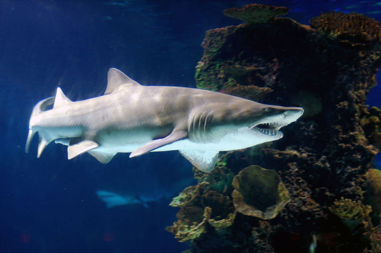 Tipos de tiburones cuántos hay y cuáles se encuentran en España toro