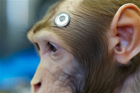 Los verdaderos motivos de la muerte de los monos utilizados en ensayos de Neuralink, la compañía de Elon Musk