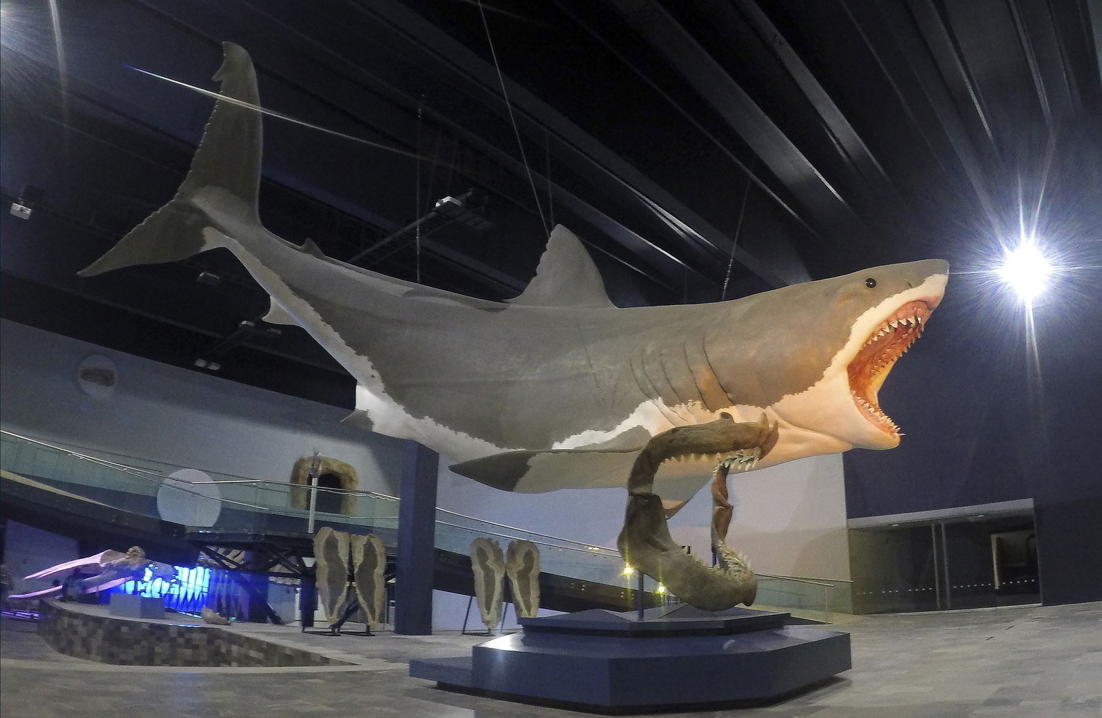 megalodon tamaño