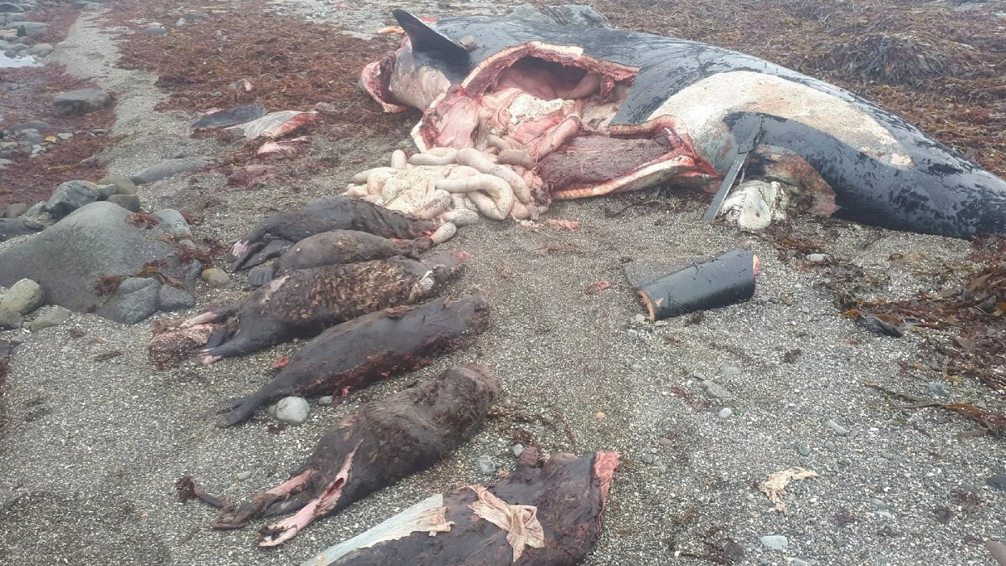 El caso de una orca que se comió siete nutrias y murió atragantada que tiene confundidos a los expertos