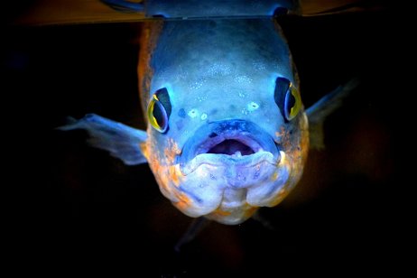 Los 10 peces abisales más raros del planeta