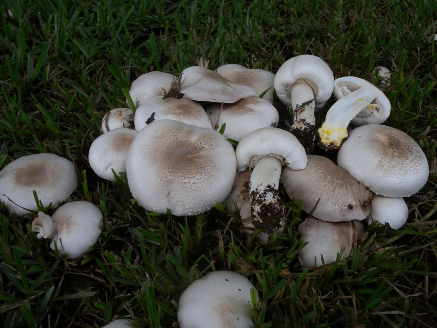 Agricus Xanthoderma