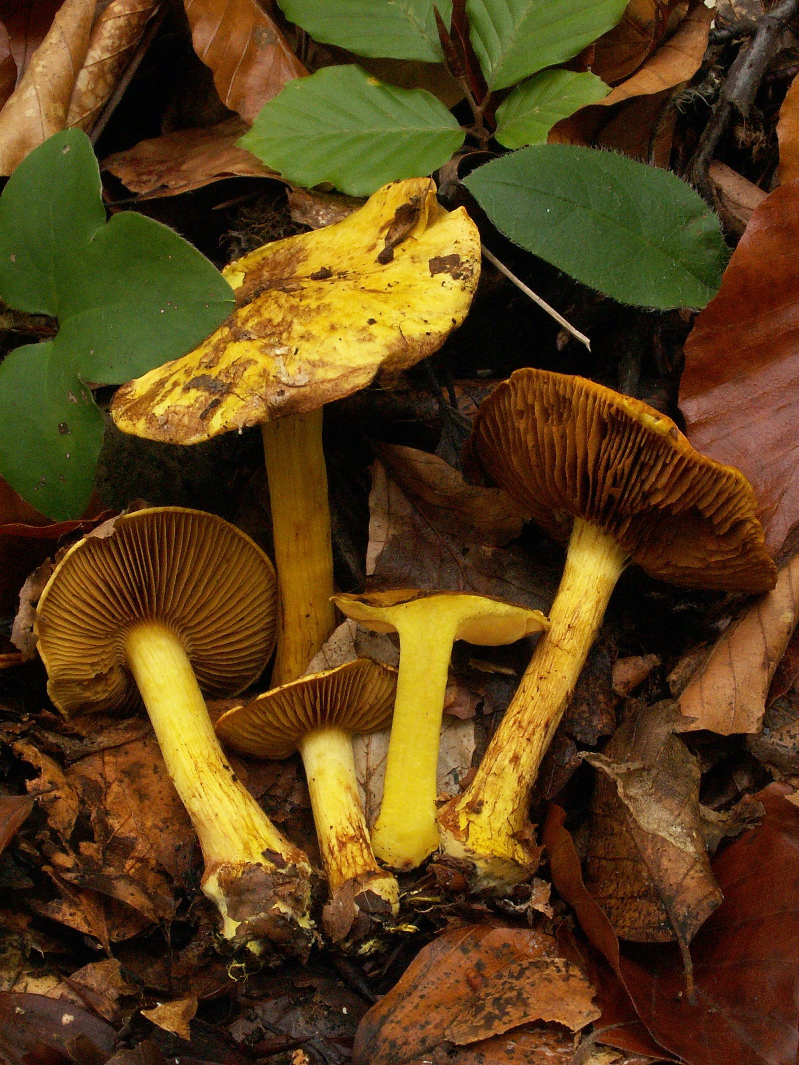 Cortinarius Splendens