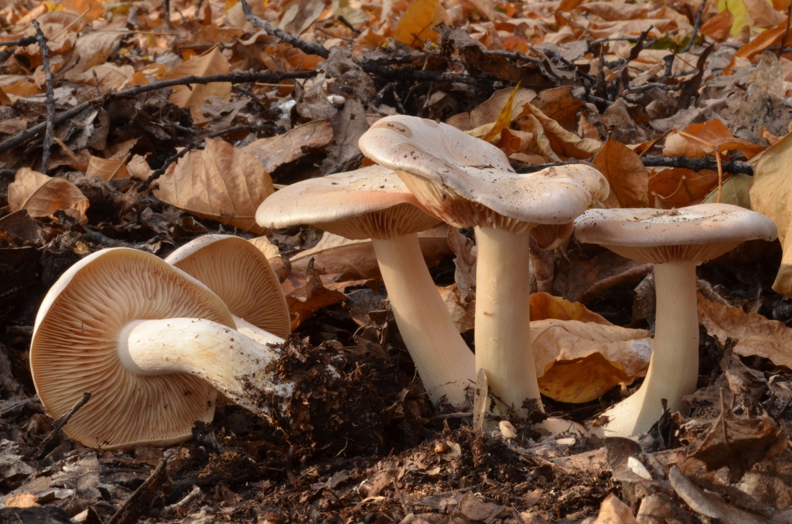 Entoloma Sinuatum