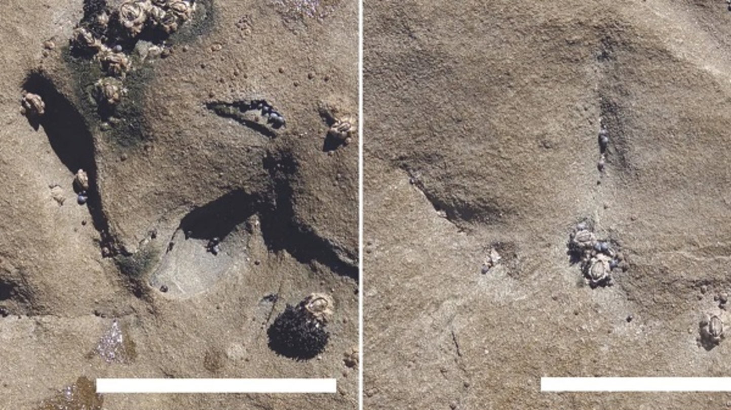 Encuentran huellas de aves de la época de los dinosaurios y ahora sabemos más sobre los pájaros prehistóricos