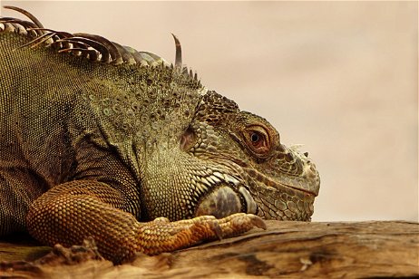 Los 20 reptiles más grandes del mundo