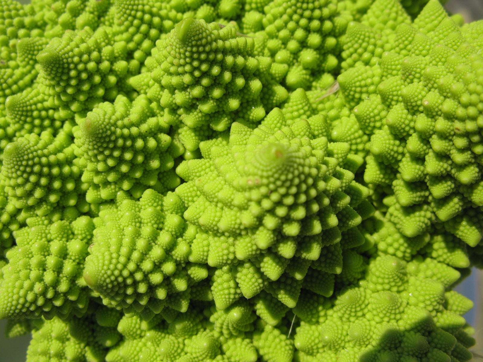 Qué es el número áureo y cómo afecta a la naturaleza 9