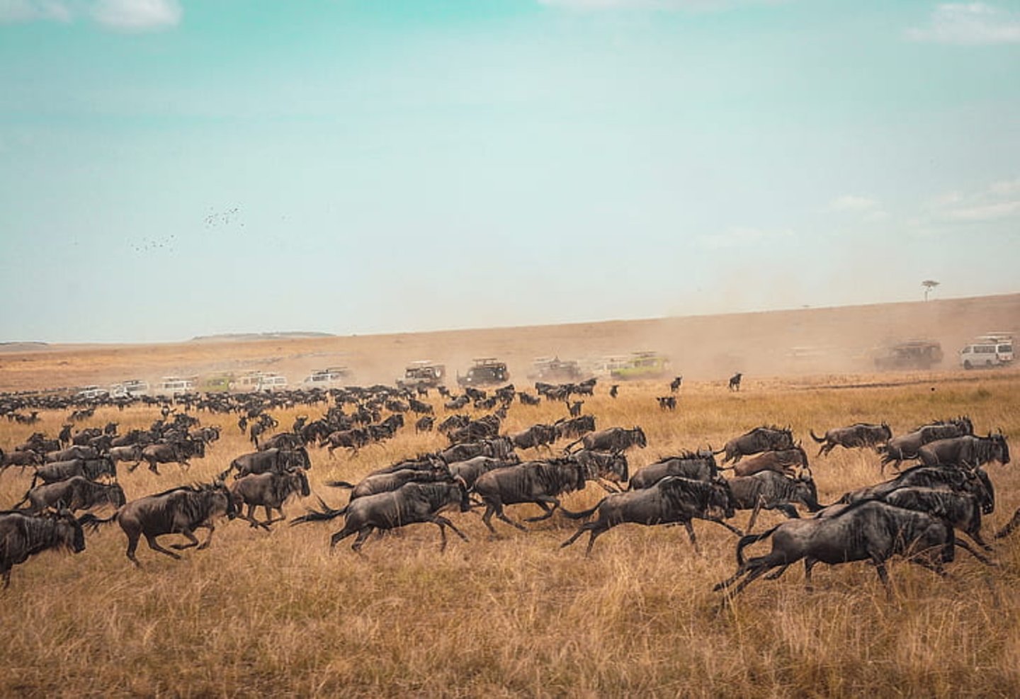 wilderbeast-migration-safari-herd-preview.jpg