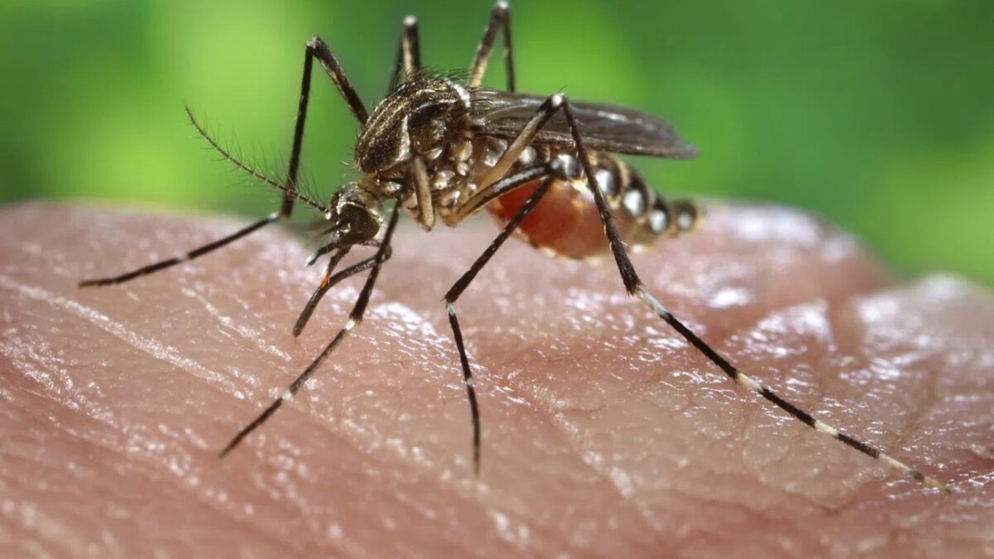 aedes-aegypti-que-relacion-tiene-bill-gates-con-los-mosquitos-y-por-que-no-deberias-preocuparte.jpeg