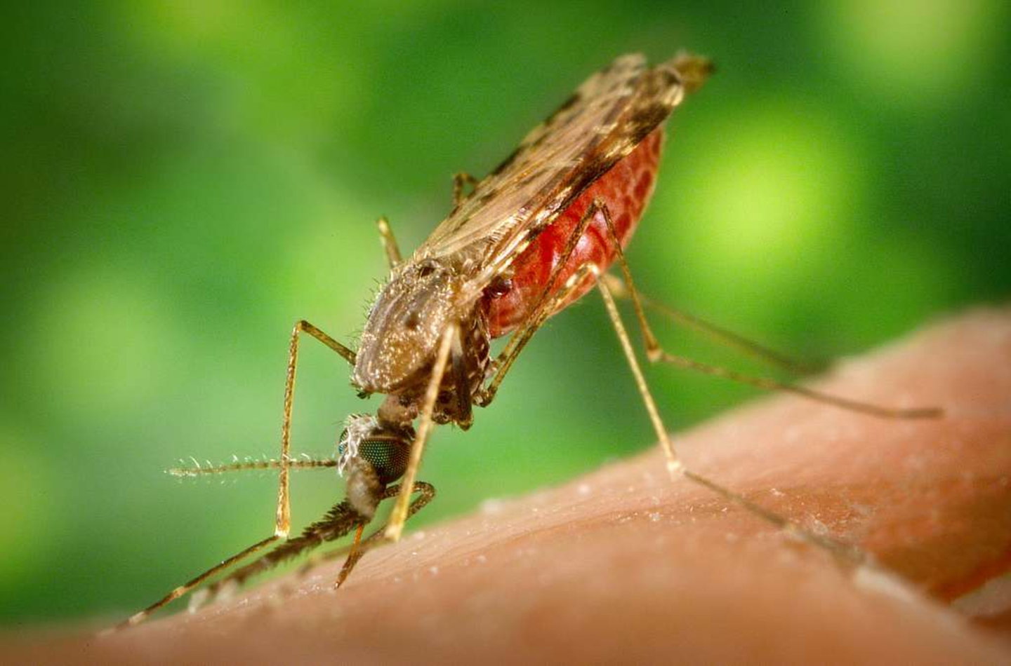 anopheles-albimanus-mosquito Qué relación tiene Bill Gates con los mosquitos y por qué no deberías preocuparte