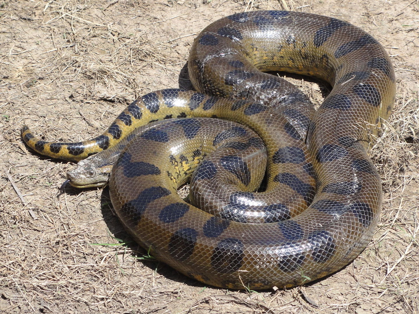 Las 10 especies de serpientes más grandes que existen anaconda verde