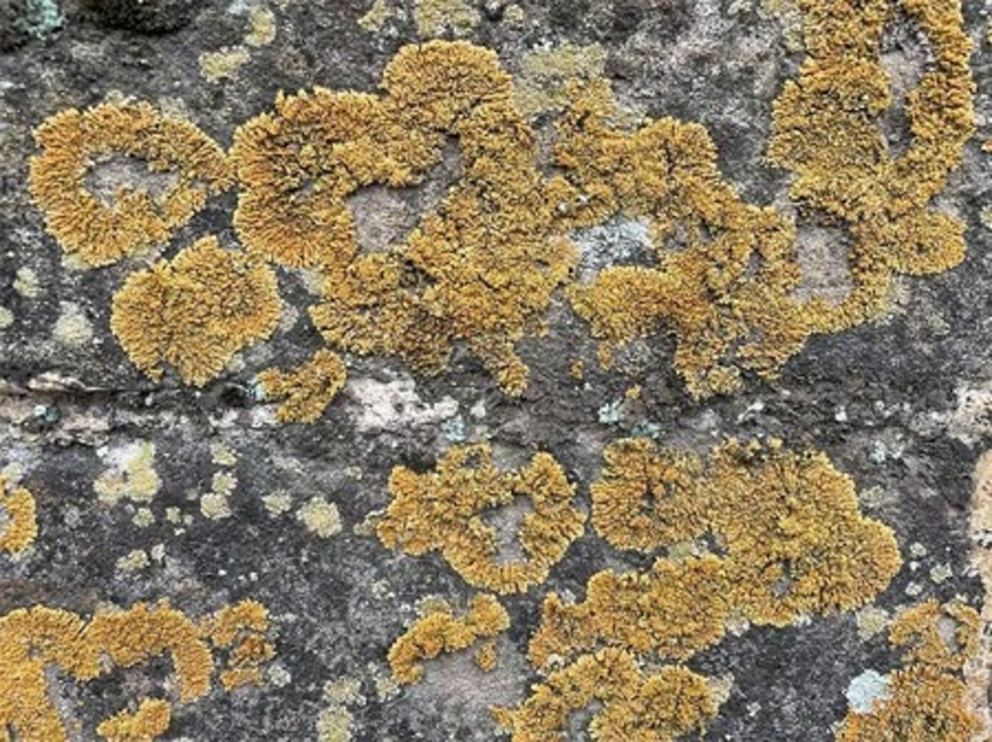 Estos pequeños organismos protegen la Gran Muralla China de los daños externos sin ayuda humana