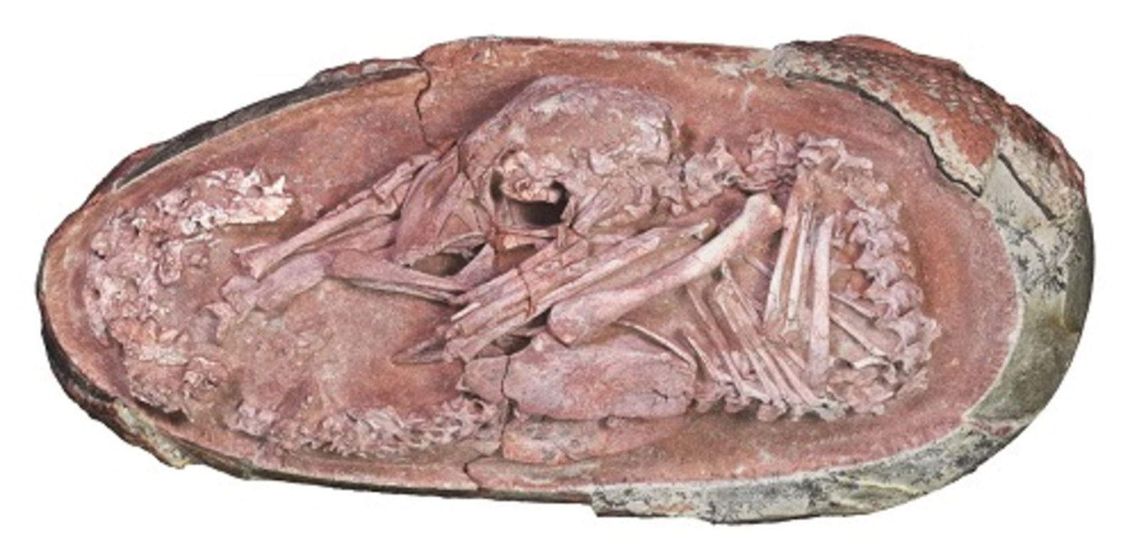 Ahora ya sabemos como era un dinosaurio bebé: hallan un embrión completo dentro de un huevo fosilizado