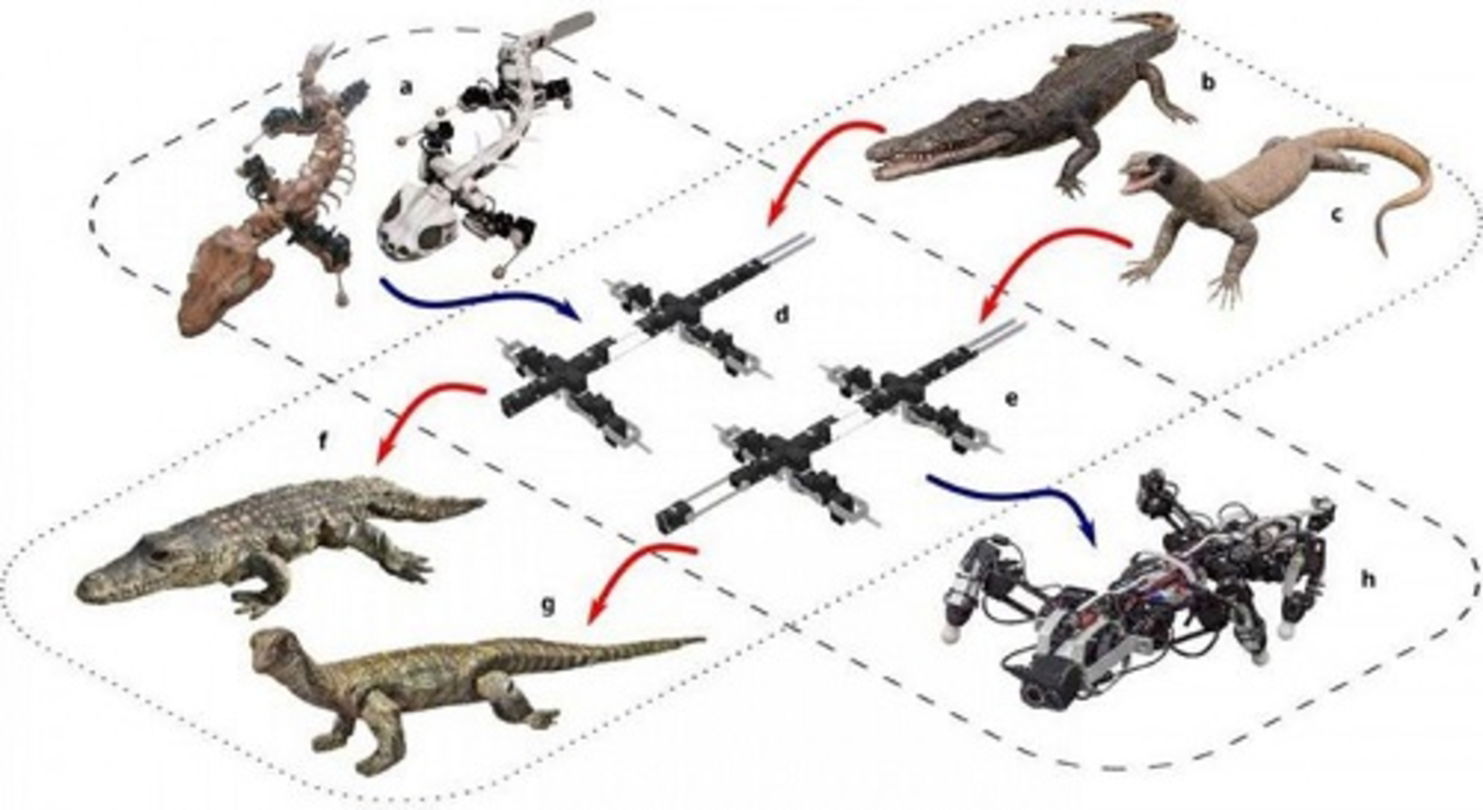 Estudiarán el hábitat de los cocodrilos de forma revolucionaria: con robots parecidos a ellos