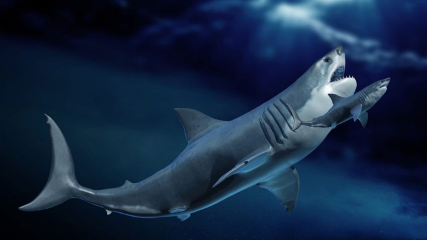 Comparación entre el tamaño de un megalodón y un tiburón blanco