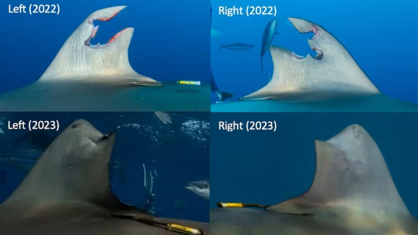 Comparativa entre la aleta del tiburón en 2022 y 2023